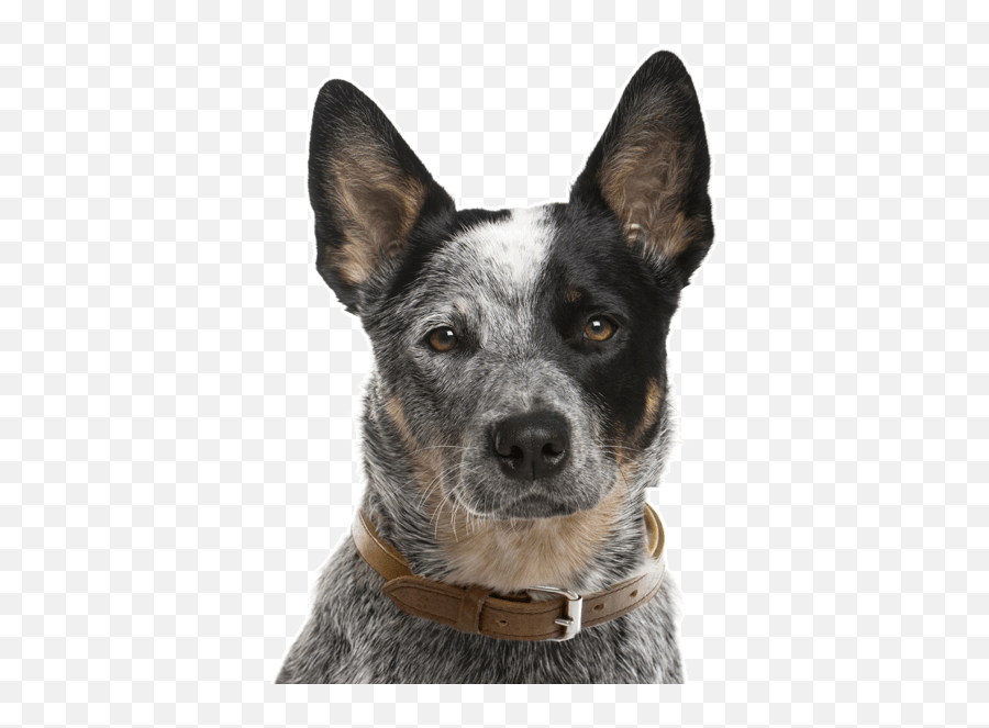 Australian Cattle Dog Puppies For Sale - Adoptapetcom Emoji,Puppy Dog Eyes Emoji Meme