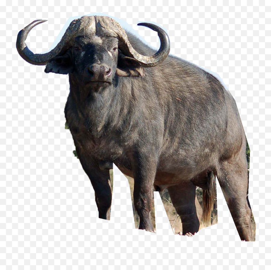 Cape Buffalo Png Photos Png Mart Emoji,Buffled Emoji