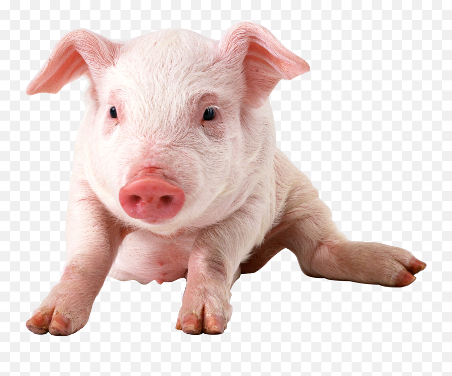 Pig Png Images Cartoon Pig Baby Pig - Transparent Background Pig Png Emoji,Pig Emoji Png