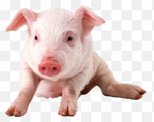 Pig Png Images Cartoon Pig Baby Pig - Transparent Background Pig Png Emoji,Pig Emoji Png