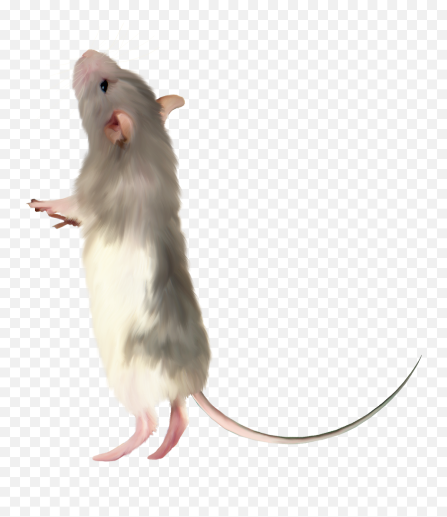 Mouse Clipart Realistic Mouse Realistic Transparent Free - Transparent Background Mice Png Emoji,Mice Emoji