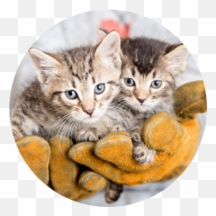 No - Domestic Cat Emoji,My Kitty Is Not Making The Emoticons Mo Creatures