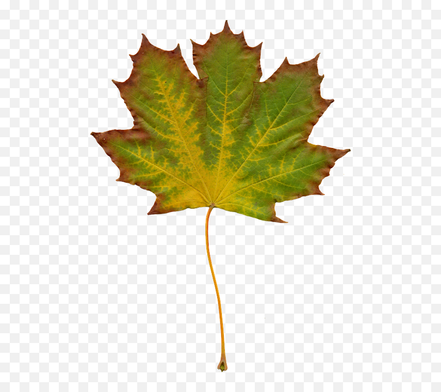 Free Photo Leaves Nature Autumn Clipart Image On - Clipartix Do Leaves Change Color Worksheet Emoji,Fall Keaf Emoticon