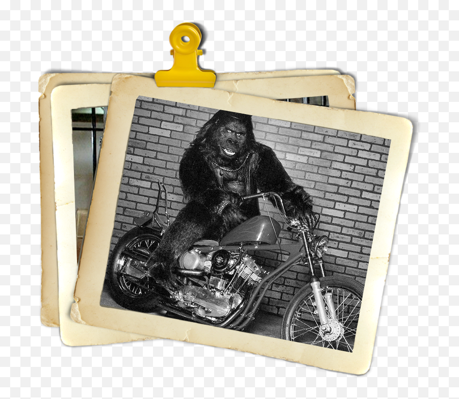 Retro Ladyland Going Ape With Don Mcleod - Picture Frame Emoji,I'm Harambe And This Is My Zoo Emoji