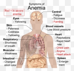 Blood Diseases And Disorders Boundless Anatomy And Physiology - Anemia Symptoms Emoji,Tooth Chart With Emotions And Organs Interrelated