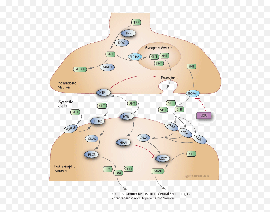 Selective Serotonin Reuptake Inhibitor Pathway Pharmacodynamics - Serotonin Reuptake Emoji,Neurotransmitters And Emotions