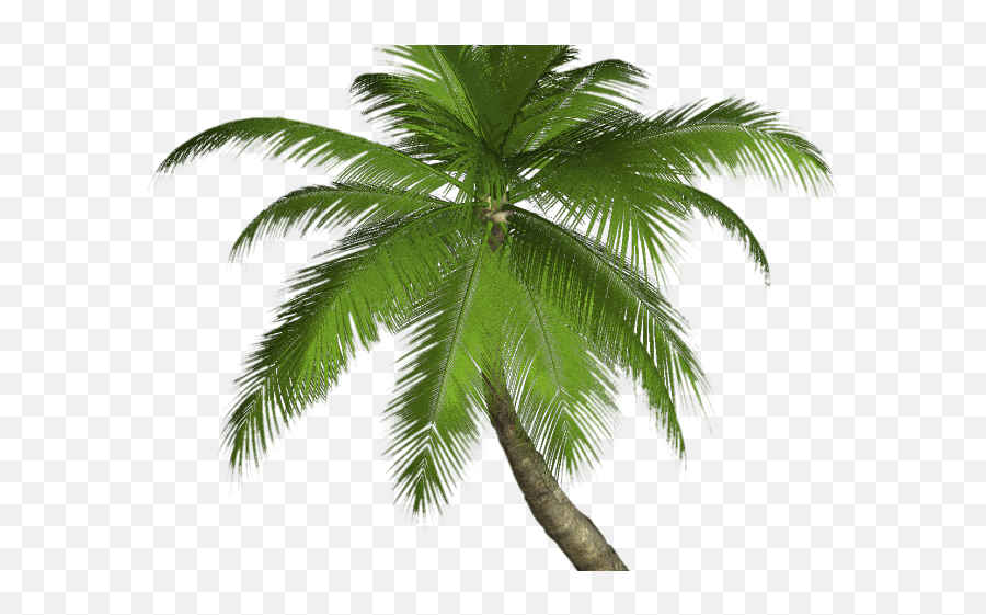 Hd Palm Tree Png Transparent Images - Palm Tree Png Emoji,Download Emoji For Palm Trees