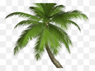 Hd Palm Tree Png Transparent Images - Palm Tree Png Emoji,Download Emoji For Palm Trees