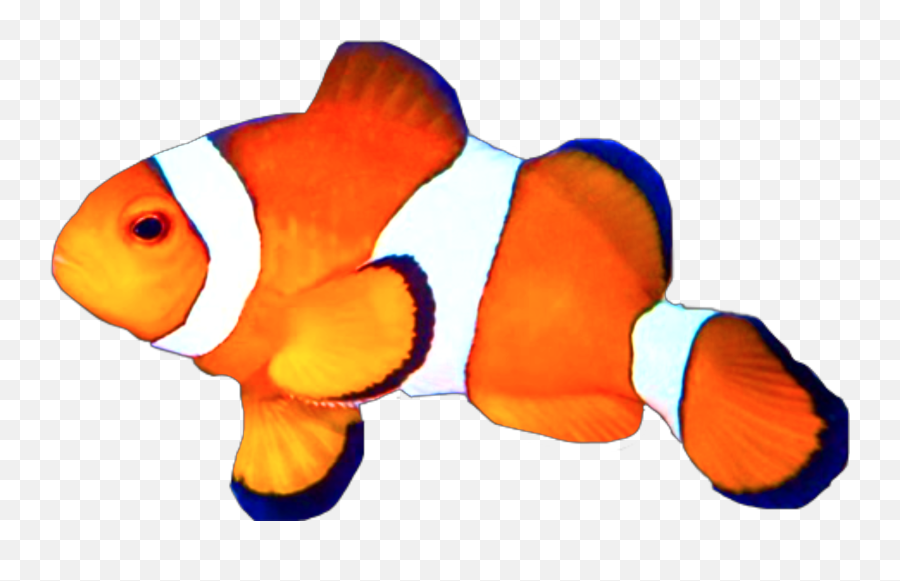 The Most Edited Clownfish Picsart - Ocellaris Clownfish Emoji,Clowfish Emoji