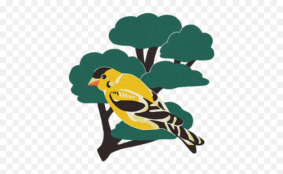 A Short Guide To Birding - Beside American Goldfinch Emoji,Birds Emotions Crow Funerals