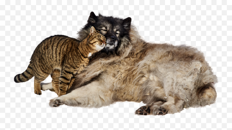 Cat Animal Sweet Pet Friendship Cute - Animals Getting To Know Each Other Emoji,Dogs And Cats Emotions