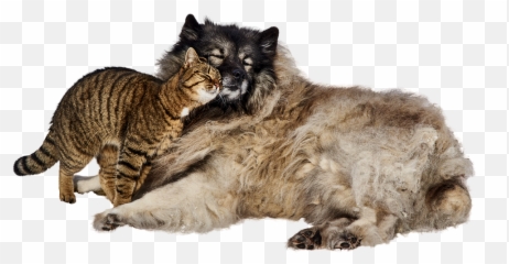 Cat Animal Sweet Pet Friendship Cute - Animals Getting To Know Each Other Emoji,Dogs And Cats Emotions