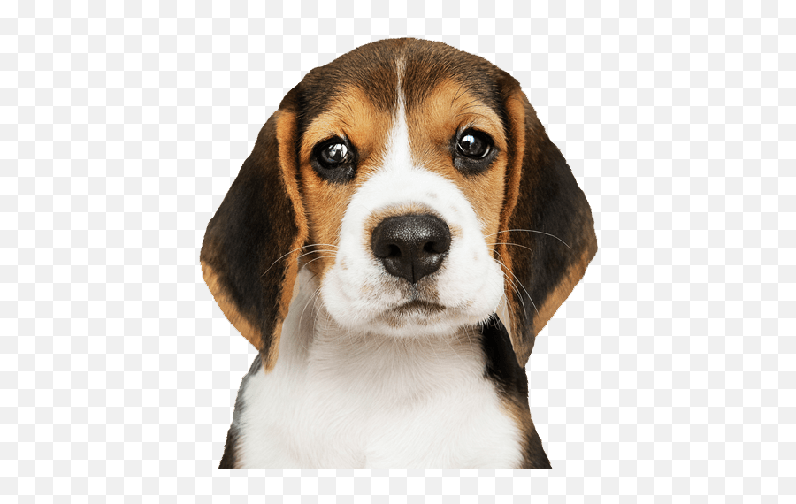 Home - Pooch Kaboose Bow Tie For Beagle Emoji,Animal Dog Head Emoticon