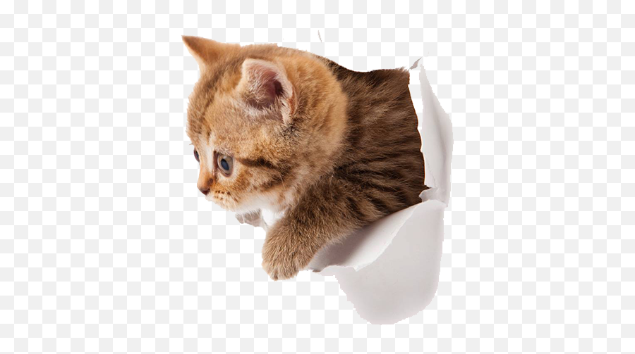 Cats Kitten Animals Emoji,Cat Paws Emoticon