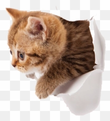 Cats Kitten Animals Emoji,Cat Paws Emoticon