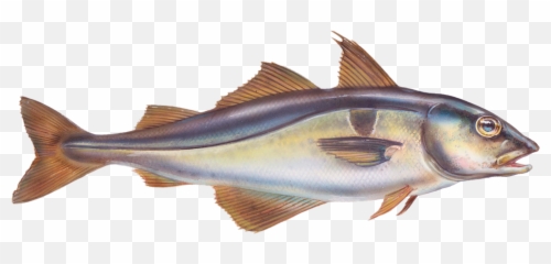 Fresh News From Ocean Spirit Norebo Emoji,Emotion Code With Pandulus