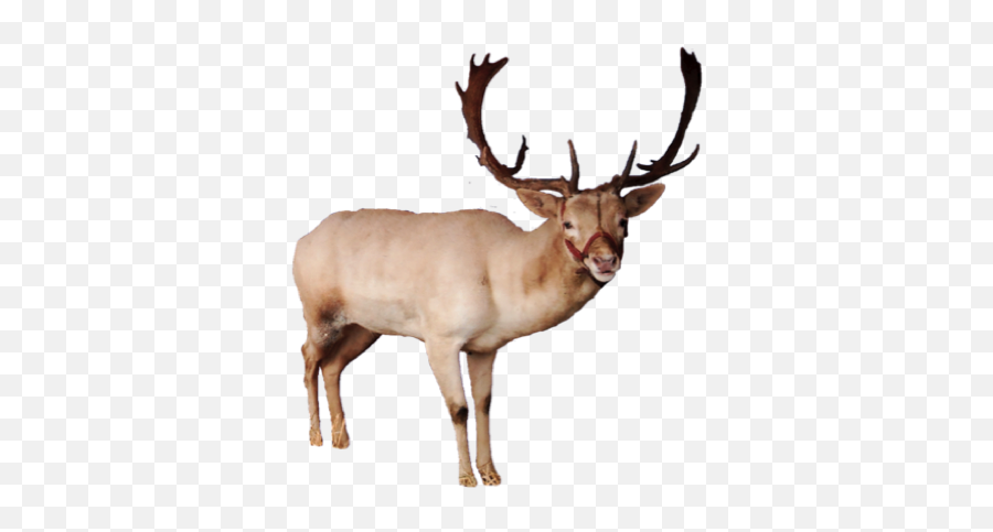 Reindeer Psd Official Psds - Real Reindeer Png Emoji,Whitetail Deer Emoji