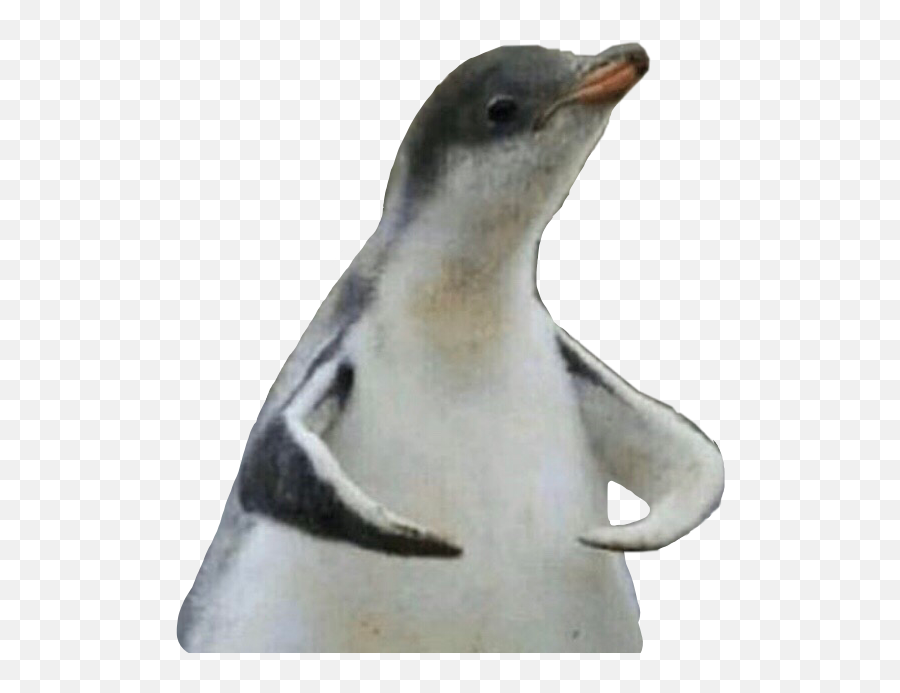 Discord Discordemoji Here Sticker - Penguin Discord Emote Transparent,Penguin Emoji Discord