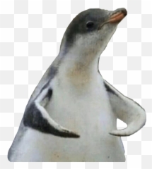 Discord Discordemoji Here Sticker - Penguin Discord Emote Transparent,Penguin Emoji Discord