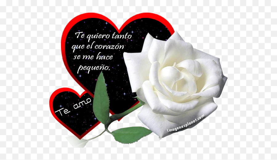 Corazones Rosas Con Frases De Amor - Corazones Y Rosas Con Frases Emoji,Emojis De Amor Con Movimiento