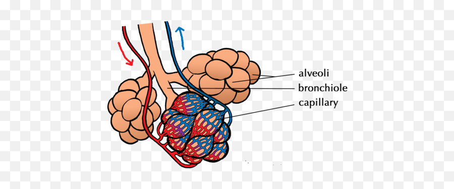 Gaseous Exchange In The Lungs Circulatory And Respiratory - Alveoli Clipart Emoji,Complex Emotion Chartillustration