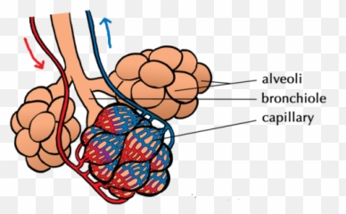 Gaseous Exchange In The Lungs Circulatory And Respiratory - Alveoli Clipart Emoji,Complex Emotion Chartillustration