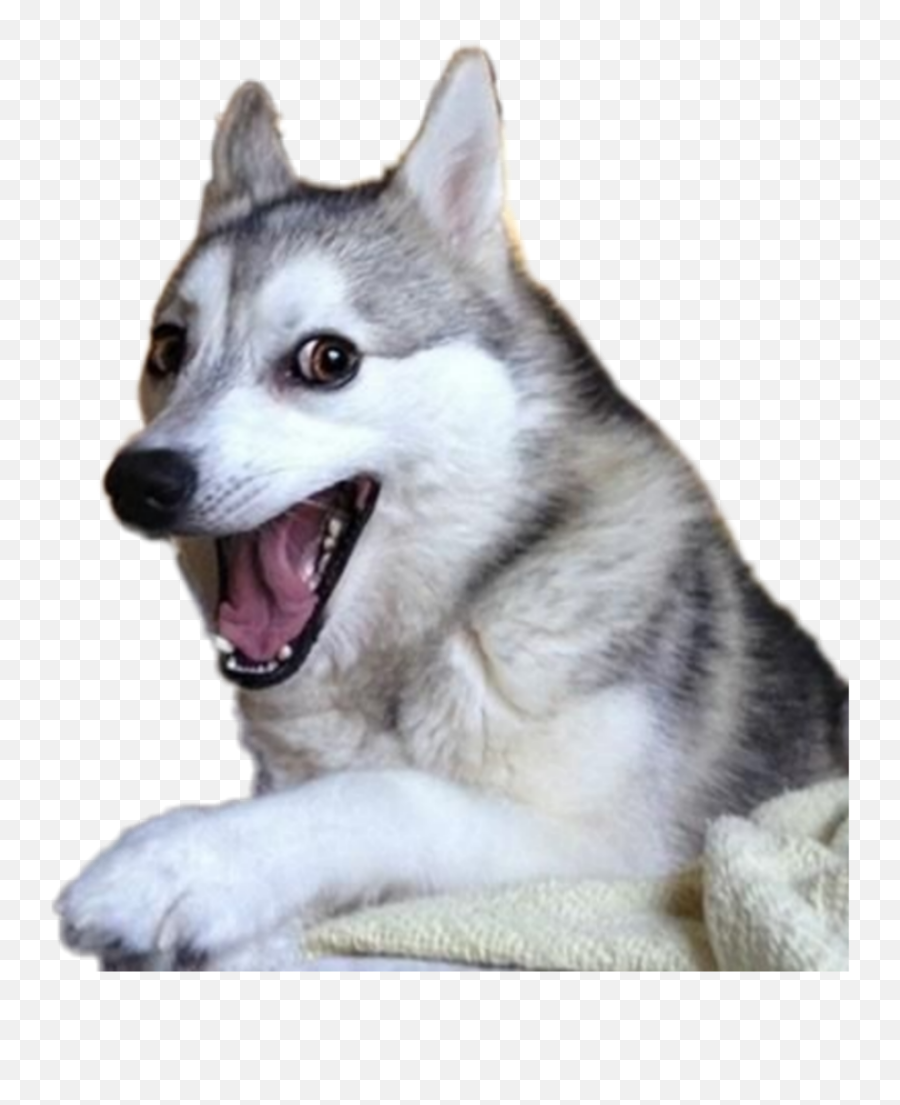 The Most Edited Gracioso Picsart - Pun Dog Emoji,Emoticon Con Mocos