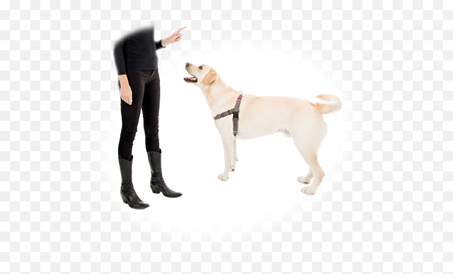 Dog Trainer Course In - Martingale Emoji,Dog Emotion Committed To Human Pg