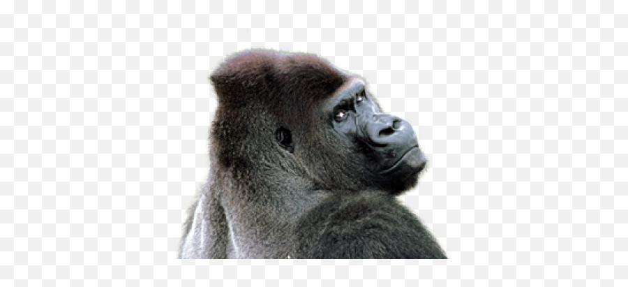 Png Images Gorilla - Gorilla Png Transparent Emoji,Gorrilla Emotions
