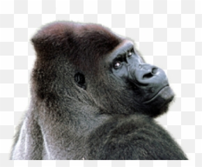Png Images Gorilla - Gorilla Png Transparent Emoji,Gorrilla Emotions