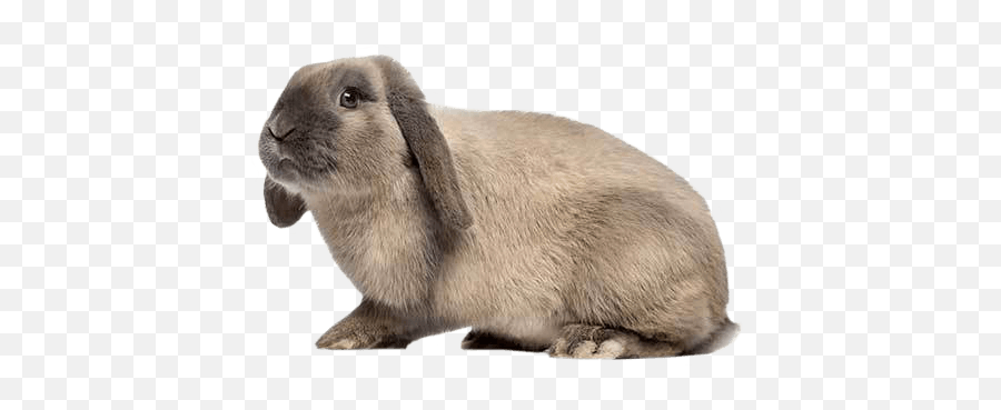 Holland Lop Rabbit Health Facts By Petplan Petplan Emoji,Mattel Emotions Bunny