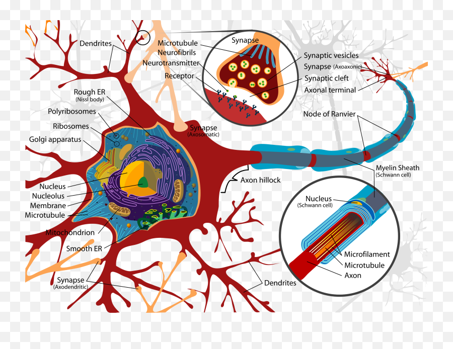 Motivation And Emotionbook2017neurotransmitters And - Detailed Structure Of Neuron Emoji,Emotion Chart