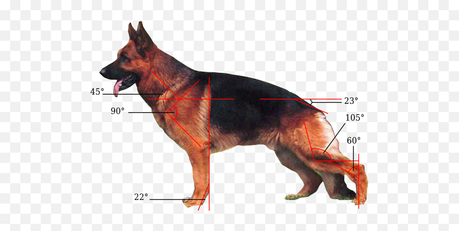 German Shepherd - Wikiwand German Shepherd Legs Emoji,Emotions In German