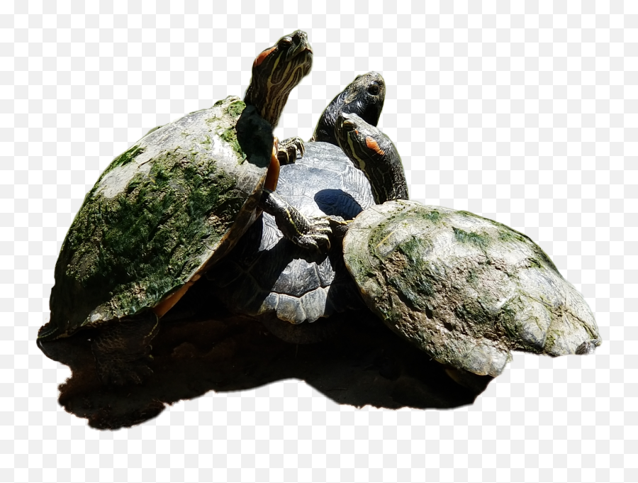 Turtles Nature Green At Reptile Pet - Tortoise Emoji,Turtle Shell Emoji