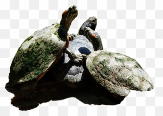 Turtles Nature Green At Reptile Pet - Tortoise Emoji,Turtle Shell Emoji