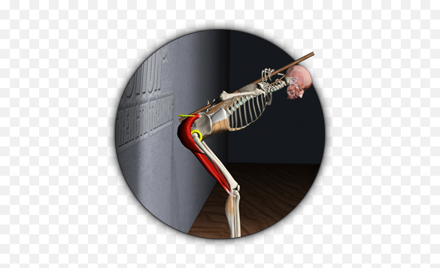 Get An Inside View Of The Anatomy U0026 Biomechanics Of Movement - Rib Emoji,All About Love Anatomy Of An Unruly Emotion