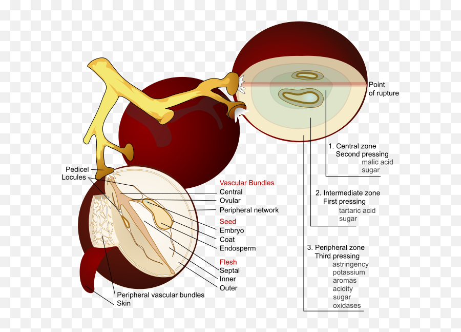 Visual Rhetoric Exampleskidcoursescom - Grape Diagram Emoji,Kid Emotion Color Meanings Chart