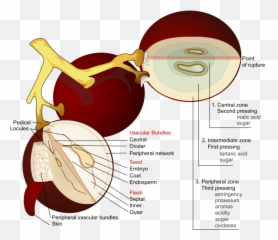 Visual Rhetoric Exampleskidcoursescom - Grape Diagram Emoji,Kid Emotion Color Meanings Chart