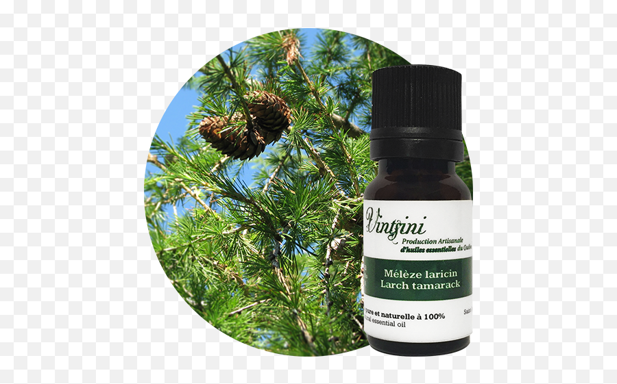 Larch Tamarack Essential Oils Vintsini - Virginia Pine Emoji,Emotions Transition Doterra