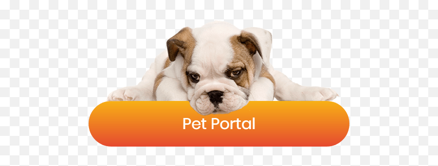 Diy Toys For Pocket Pets - English Bulldog Puppy White Background Emoji,Dog Emotion Committed To Human Pg