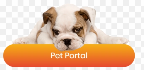 Diy Toys For Pocket Pets - English Bulldog Puppy White Background Emoji,Dog Emotion Committed To Human Pg