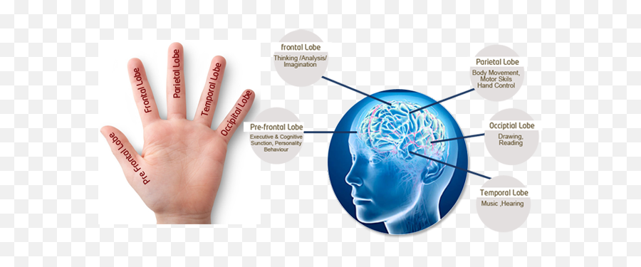Scientific Fingerprint Analysis System - Brain Dmit Emoji,Brain Lobes Emotion Intellect Personality