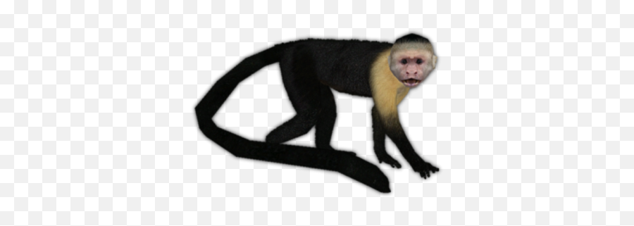 Zt2 Download Library Wiki - Zoo Tycoon Capuchin Monkey Emoji,Emotions Of A White-faced Capuchin Monkey