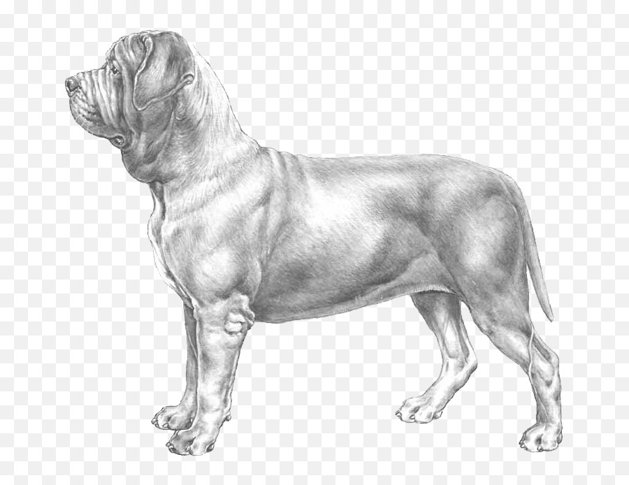Neapolitan Mastiff - Pedigree Breeds Dogwellnet Emoji,Copy Paste Dog Emoji