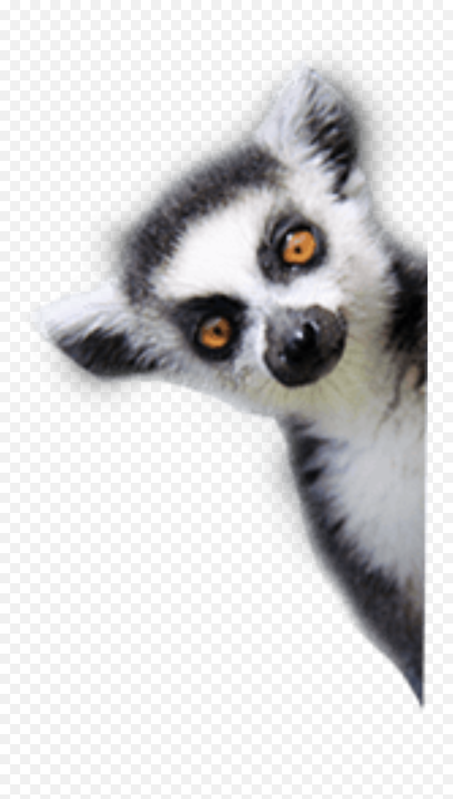 Lemur Animal Side Sticker Emoji,Lemur Emoji