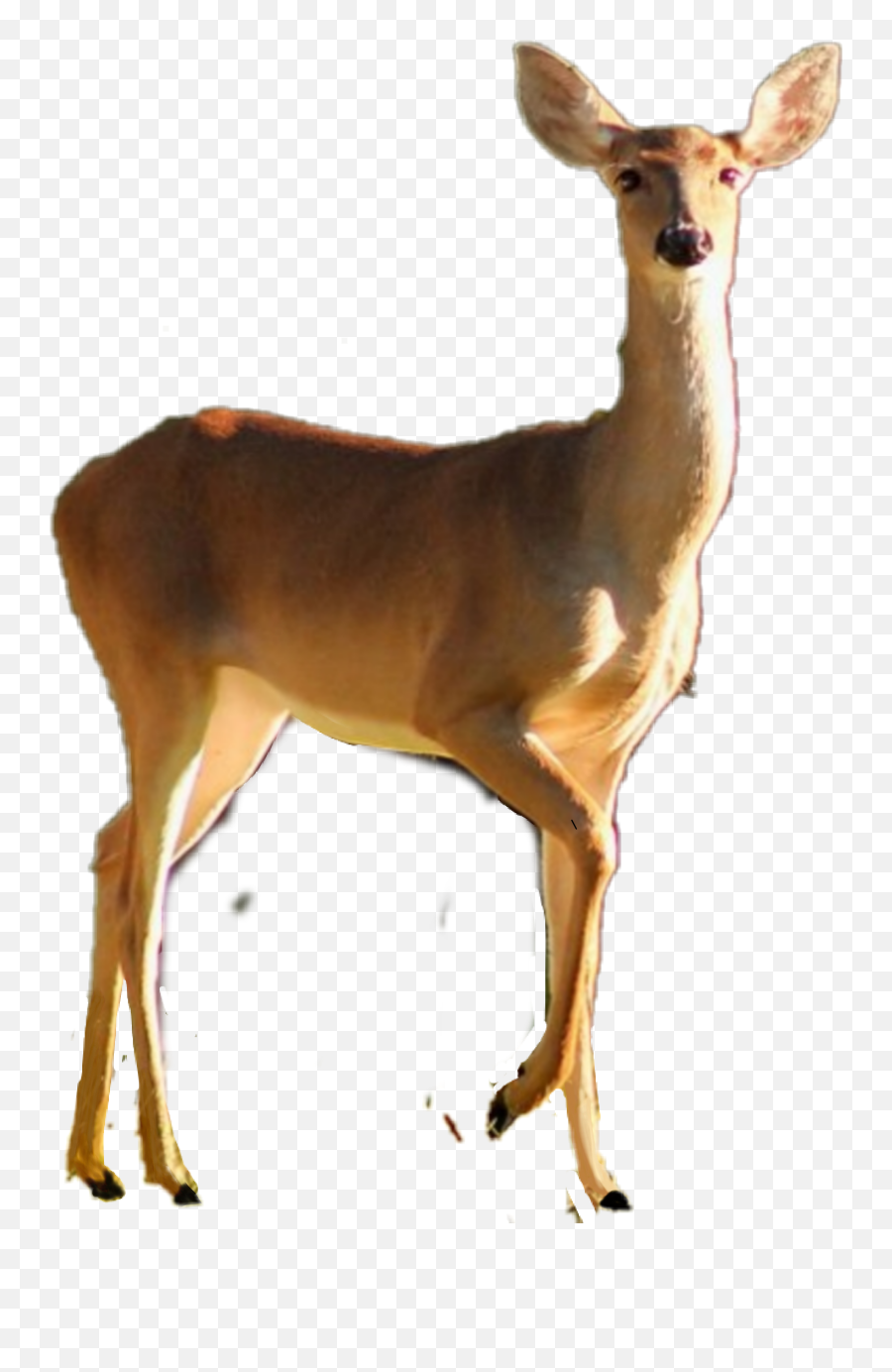 Deer Doe Sticker By Taliafera - Deer Emoji,Whitetail Deer Emoji