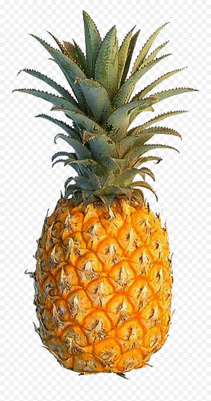 Yellow Pineapple Drawing Free Image - Pineapple Hd Emoji,Pineapple Emotions