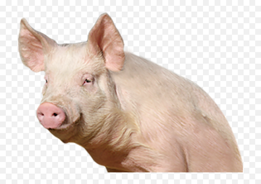 Pighalf Body Png Transparent Images - Pig Png Emoji,Pig Emoji Mages Transparent Background