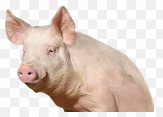 Pighalf Body Png Transparent Images - Pig Png Emoji,Pig Emoji Mages Transparent Background