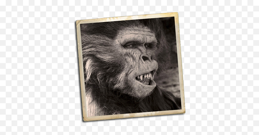 Going Ape With Don Mcleod - Retro Ladyland Picture Frame Emoji,I'm Harambe And This Is My Zoo Emoji